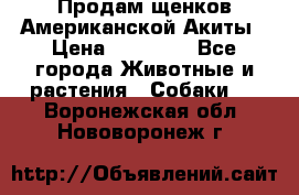 Продам щенков Американской Акиты › Цена ­ 25 000 - Все города Животные и растения » Собаки   . Воронежская обл.,Нововоронеж г.